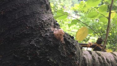 素人がカブトムシとクワガタの罠を仕掛けたらゴキブリが来た！