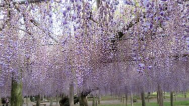 まるで鬼滅の刃の藤襲山！「日本の最も美しい場所３１」河内藤園の絶景とは！？