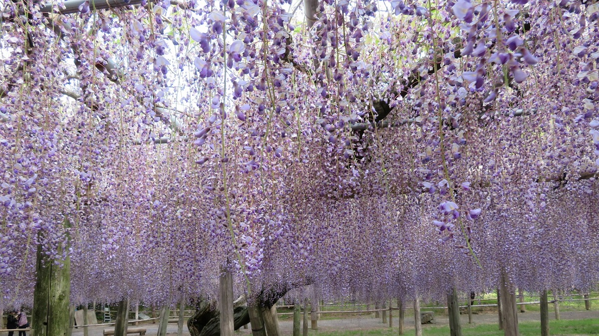 まるで鬼滅の刃の藤襲山 日本の最も美しい場所３１ 河内藤園の絶景とは