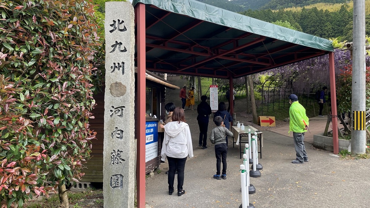 まるで鬼滅の刃の藤襲山 日本の最も美しい場所３１ 河内藤園の絶景とは