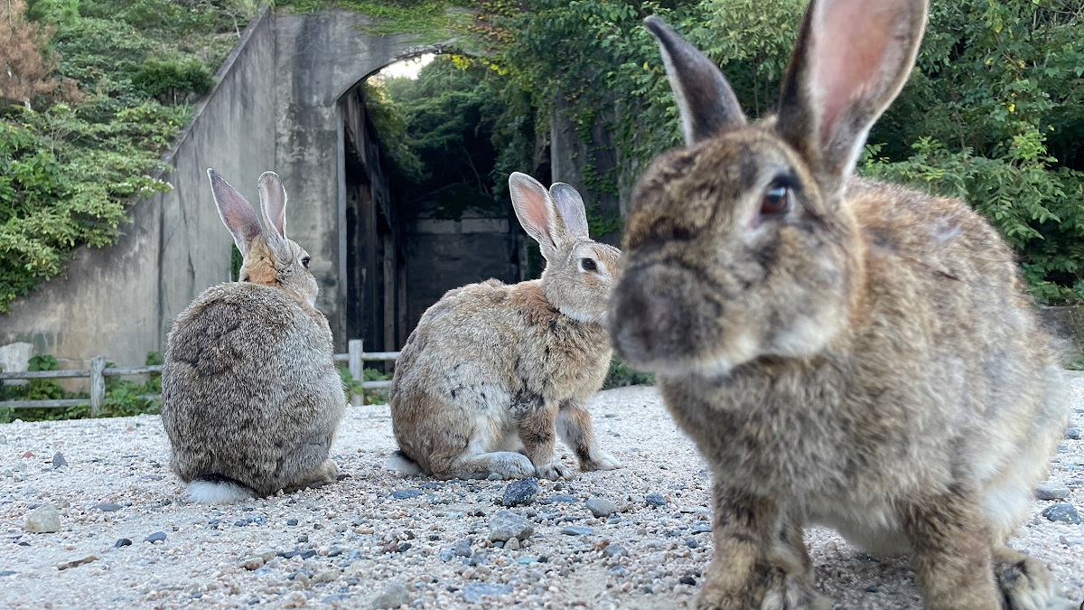 毒ガス と ウサギ と 海ホタル 大久野島の雰囲気が鳥肌もの